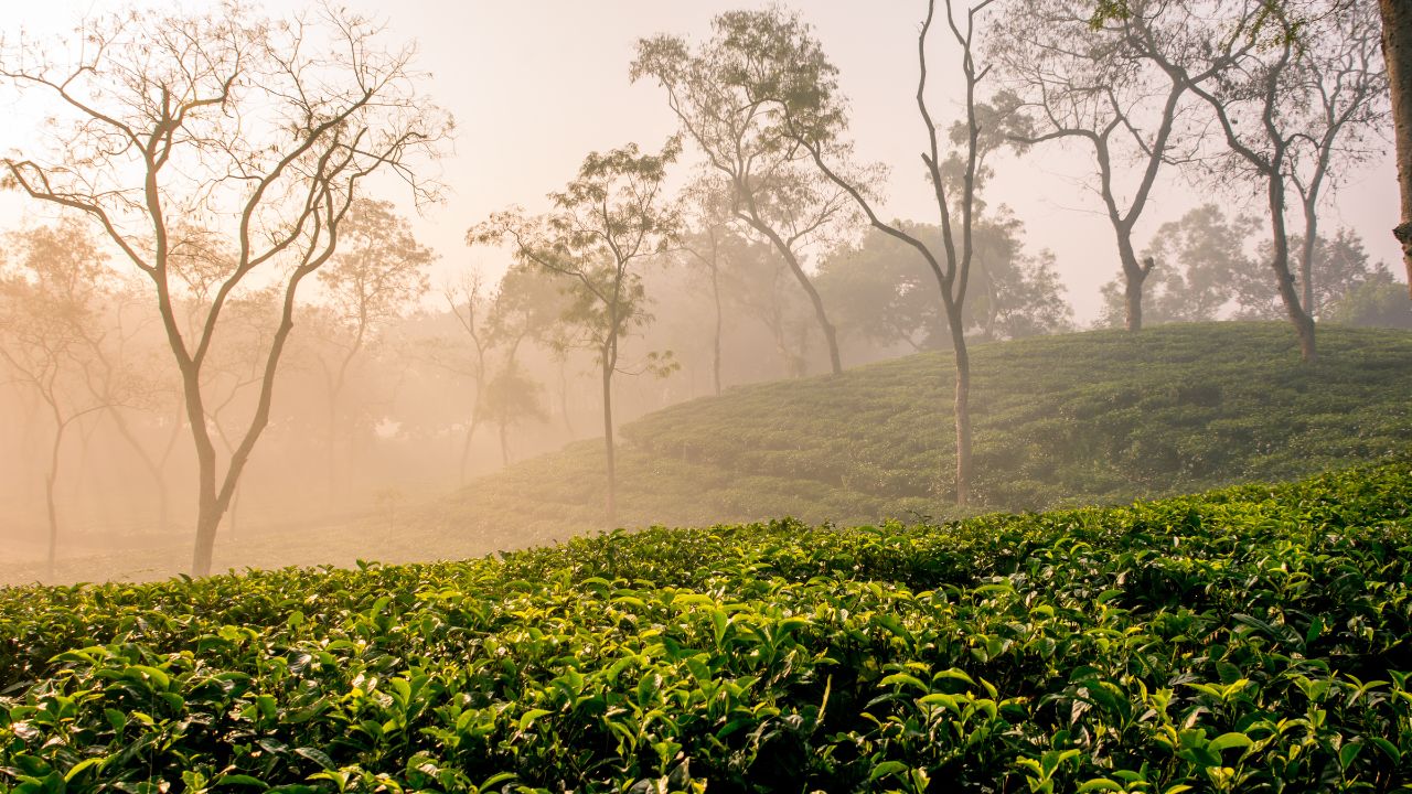 Take A Trip To The Magical Tea Garden Of Sreemangal – Sreemangal Inn